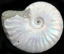 Silver Iridescent Ammonite - Madagascar #29864-1